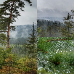 Sváteční dny v Brdech: fotogalerie