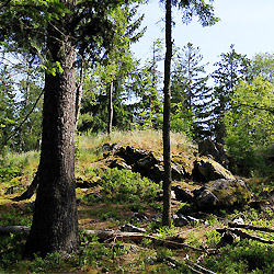 Objevujte Brdy s námi: vrch Kokšín (684 m)