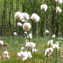 Brdy kvetoucí: Suchopýr pochvatý (Eriophorum vaginatum)