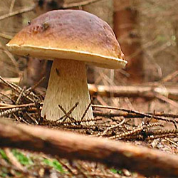 V Brdech naplno začíná houbařská sezóna, pozor na pokuty za nelegální vjezd! 