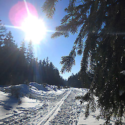 Brdy, to není jen turistika a sport, ale i péče o les a lesní hospodářství..