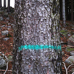 Až budete v Brdech, rozhlížejte se v lese! Narazíte na mnoho lesnických značek. Co znamenají? 