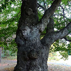 Objevujte Brdy s námi: Orlovský buk (památný strom)