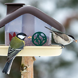 Každoroční sčítání ptactva na krmítkách je tu 10.-12.1.2020. Přidáte se i vy? 