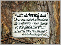Svatováclavský dub (obvod 5,16m) z dob panovníka Karla IV..