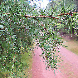 Křižovatka Zelená linie